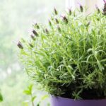 bedroom-plants-lavender-on-a-windowsill-1658420187