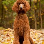 1515086973-standard-poodle