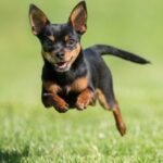 chihuahua-dog-running-across-grass-royalty-free-image-1580743445