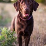 labrador-retriever-dog-standing-in-field-royalty-free-image-590852449-1565105303