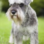 miniature-schnauzer