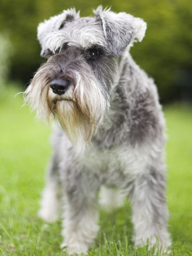 22 Best Hypoallergenic Dogs That Don’t Shed