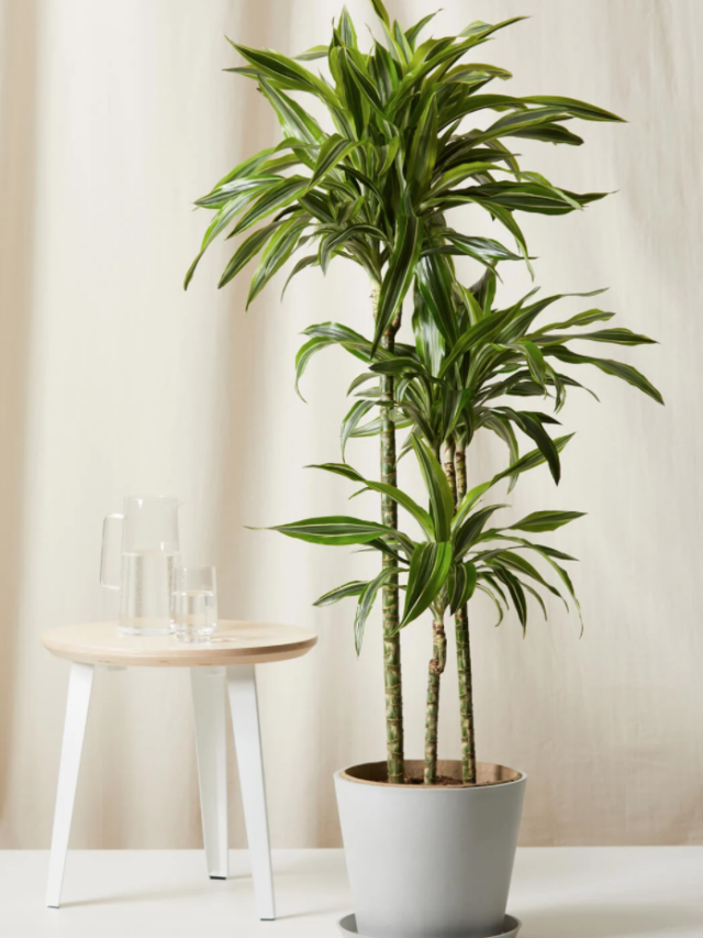 Best Indoor Plants for Every Room in Your House