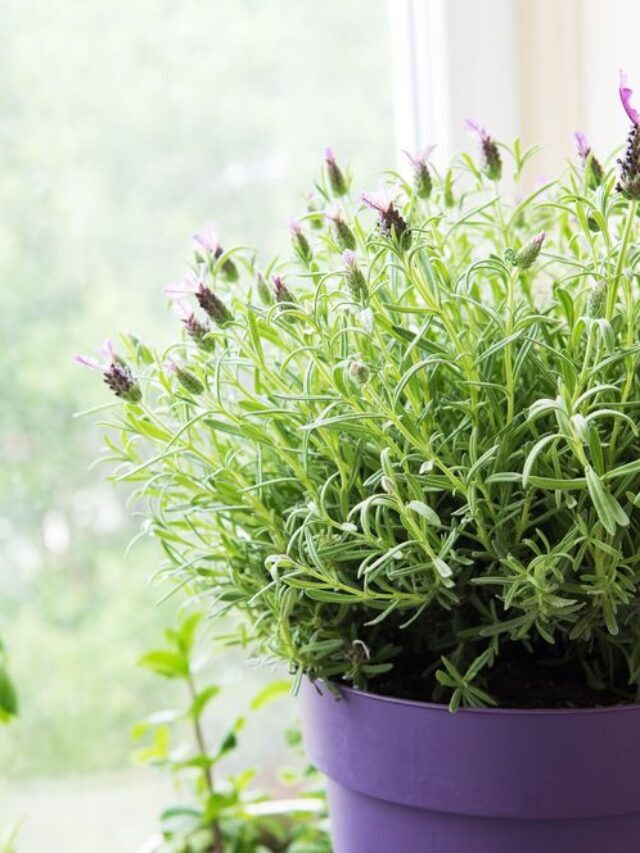 15 of the Best Air-Purifying Plants