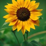 sunflower-1625769516